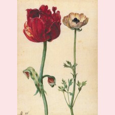 Tulip and ranunculus